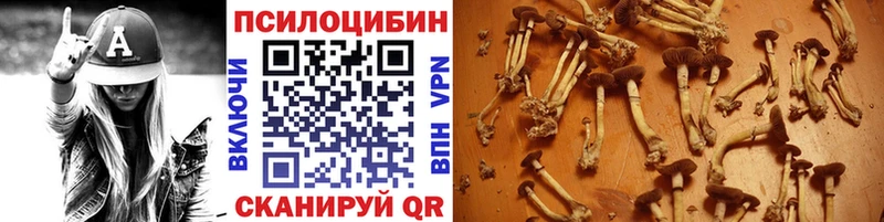 блэк спрут где купить наркоту Геленджик Галлюциногенные грибы мицелий